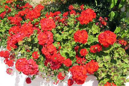 Géranium zonal