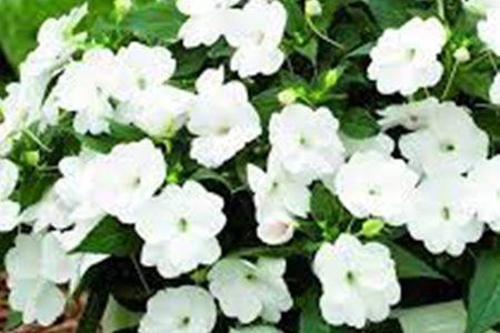 Impatiences Sunpatiens