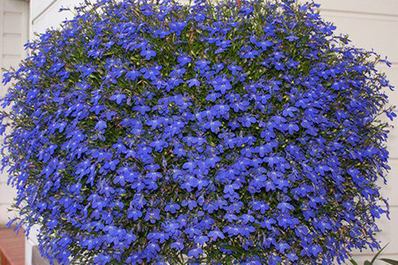Lobélia pendula