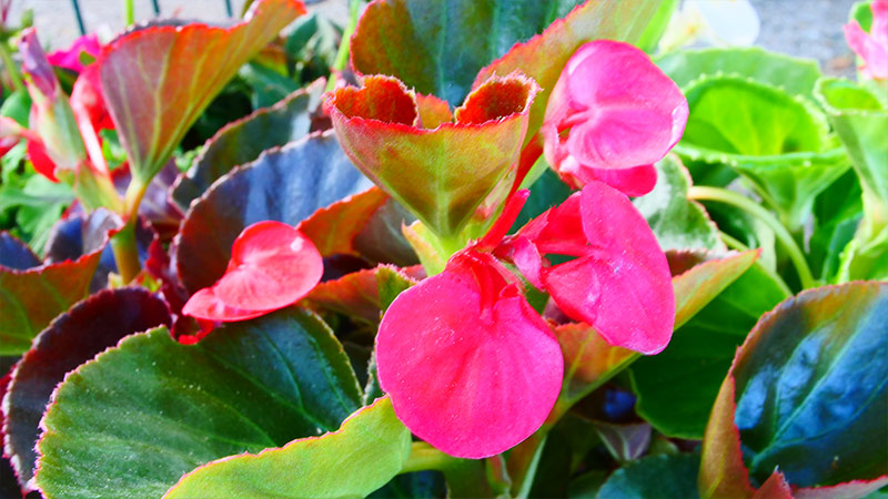 fete-plants4
